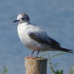 Little Gull, Tice's Meadow (D Burford).