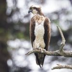 Osprey, Bury Hill Fisheries (D Carlsson).