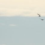 Roseate Terns, Chelsea & Lambeth (D Harris).