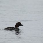 Goldeneye, Island Barn Reservoir (D Harris).