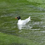 Mediterranean Gull, River Mole, Leatherhead (C Kemp)