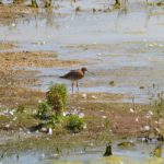 Black-tailed Godwit, Holmethorpe SP (G Hay).