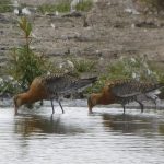 Black-tailed Godwits, Beddington Farmlands (N Rutter).