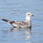 Mediterranean Gull, Mercers CP (S Gale).