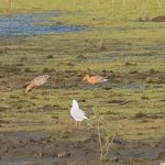 Black-tailed Godwit, Tice's Meadow (C Varndell).
