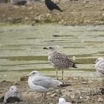 Yellow-legged Gull, Beddington Farmlands (A Dutta).