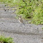 Wheatear, Clandon Wood (M Phelps).