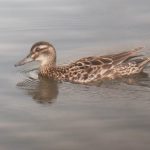 Garganey, London Wetland Centre (J Klavins).