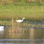 Great Egret, Holmethorpe SP (G Hay).