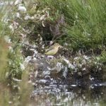Yellow Wagtail, Thursley Common (E Stubbs).