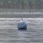 Arctic Terns, Frensham Great Pond (E Stubbs).