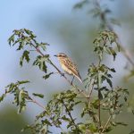 Whinchat, Dunsfold (E Stubbs).
