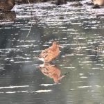 Black-tailed Godwit, Tice's Meadow (J Hunt).