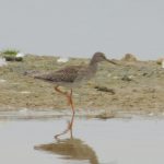 Redshank, Beddington Farmlands (Z Pannifer).