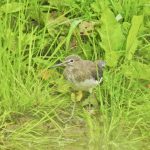 Green Sandpiper, Weybourne (J Hunt).