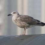 Yellow-legged Gull, Rotherhithe (R Bonser).