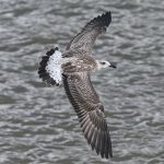 Yellow-legged Gull, Rotherhithe (R Bonser).