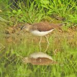 Green Sandpiper, Weybourne (J Hunt).