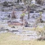 Garganey, Tice's Meadow (J Hunt).