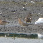Black-tailed Godwits, Tice's Meadow (D Burford).