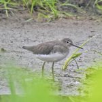 Green Sandpiper, Weybourne (J Hunt).