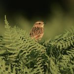 Whinchat, Richmond Park (D Rouse).