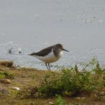Common Sandpiper, Beddington Farmlands (Z Pannifer).