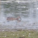 Garganey, Tice's Meadow (K Britten).