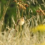 Whinchat, Stoke Lake (M Kettell).