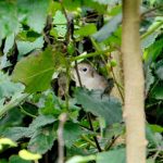 Nightingale, Clandon Wood (M Phelps).