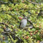 Spotted Flycatcher, White Down (R Clark).