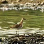 Ruff, Beddington Farmlands (A Ramesh).