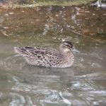 Garganey, London Wetland Centre (J Klavins).