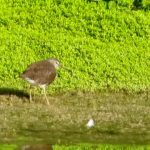 Green Sandpiper, Newchapel (K Noble).