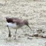 Green Sandpiper, Newchapel (K Noble).