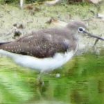Green Sandpiper, Newchapel (K Noble).