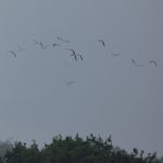 Greenshanks, Tice's Meadow (D Burford).