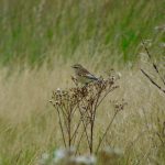 Whinchat, Richmond Park (A Westenberger).