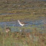 Greenshank, Tice's Meadow (C Varndell).
