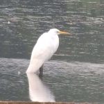 Great Egret, Tice's Meadow (M Elsoffer).