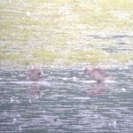 Spotted Redshanks, Tice's Meadow (M Elsoffer).