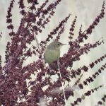 Grasshopper Warbler, Burgh Heath (S Gale).