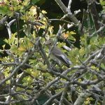 Pied Flycatcher, Wandsworth Common (N Rutter).