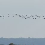Barnacle Geese, Island Barn Reservoir (D Harris).