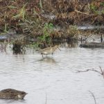 Pectoral Sandpiper, London Wetland Centre (J Klavins).
