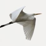 Great Egret, Beddington Farmlands (J Birdley).