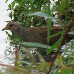 Spotted Crake, Beddington Farmlands (S Ferguson).