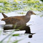 Spotted Crake, Beddington Farmlands (P Wallace).