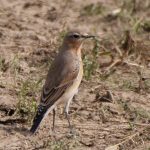 Wheatear, Westcott (M Davis).