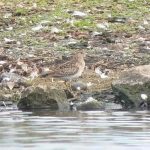 Pectoral Sandpiper, London Wetland Centre (J Klavins).